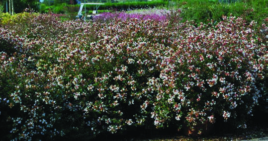 Abelia-x-grandiflora-Compacta.jpg