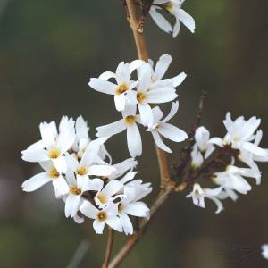 Abeliophyllum distichum