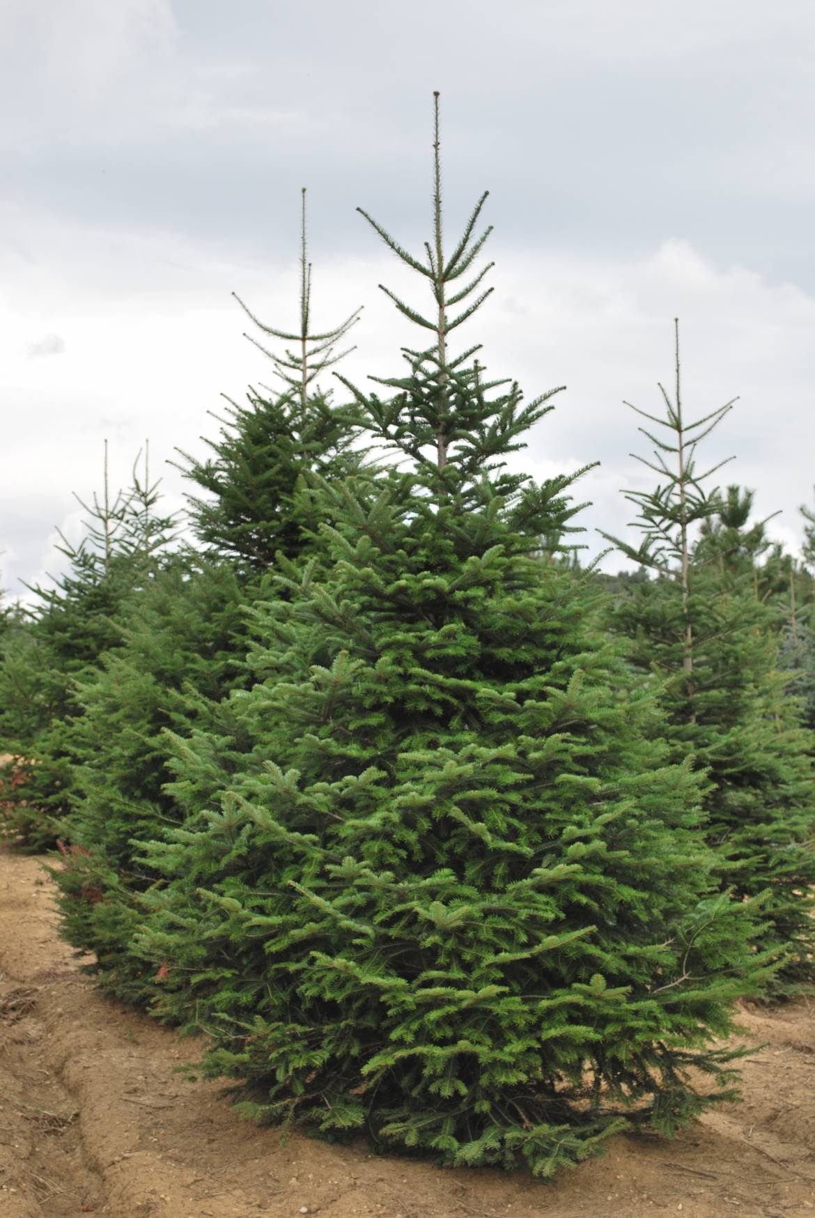 Abies-alba-2.jpg