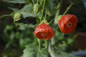 Abutilon