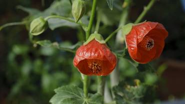 ABUTILON