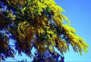 Acacia