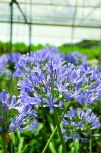 AGAPANTHUS