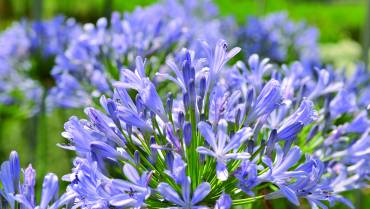 AGAPANTHUS