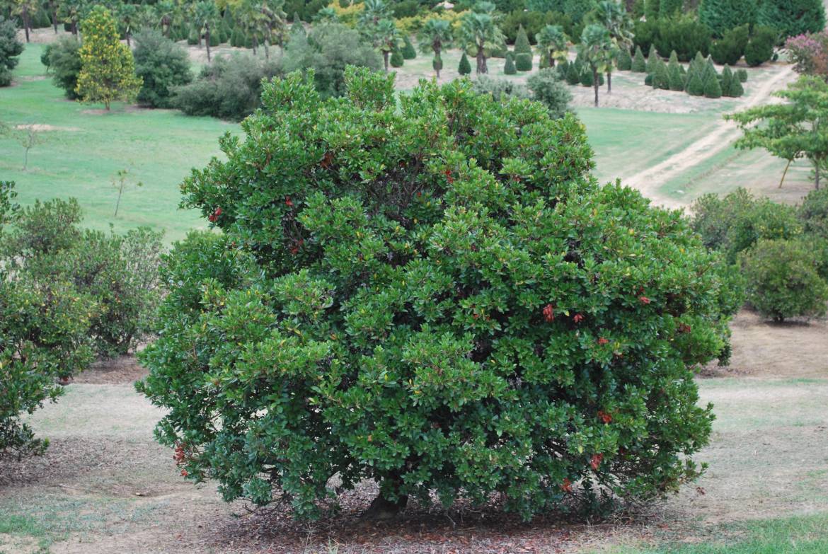 ARBUTUS-UNEDO-2.jpg