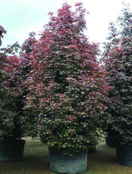 Acer-platanoides-‘Crimson-Sentry’-Acer-palmatum-pour-bords-de-ruisseaux-ou-de-mares-submergées-ou-en-terrains-très-hu-mides..jpg