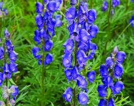 ACONITUM