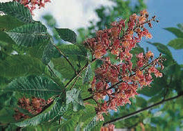 AESCULUS