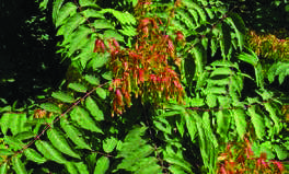 AILANTHUS