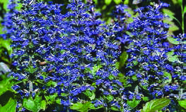 AJUGA