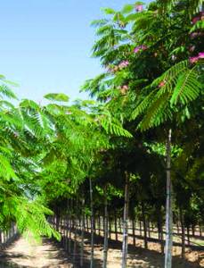 albizia