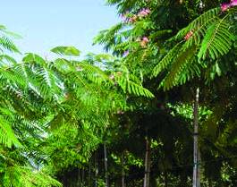 ALBIZIA