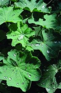 alchemilla