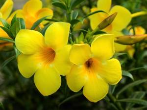 allamanda