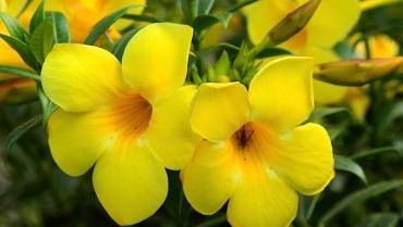 ALLAMANDA