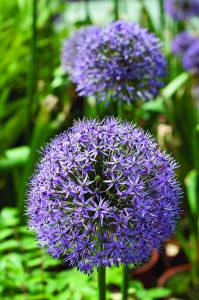 allium