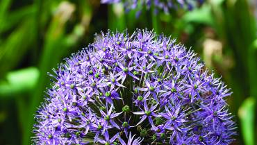 ALLIUM