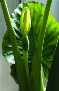 alocasia