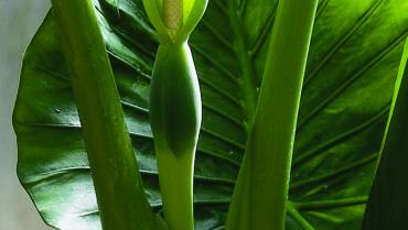 ALOCASIA