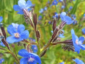 anchusa