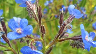 ANCHUSA