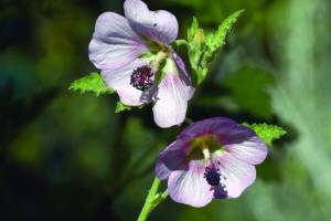 Anisodontea