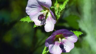 ANISODONTEA