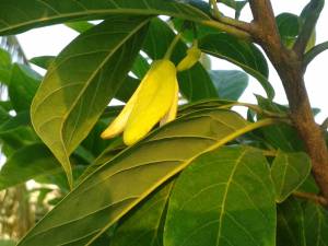 annona