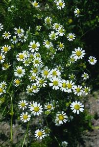 anthemis