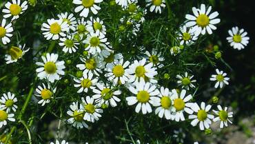 ANTHEMIS