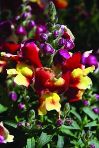 antirrhinum