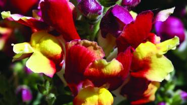 ANTIRRHINUM