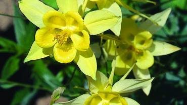 AQUILEGIA