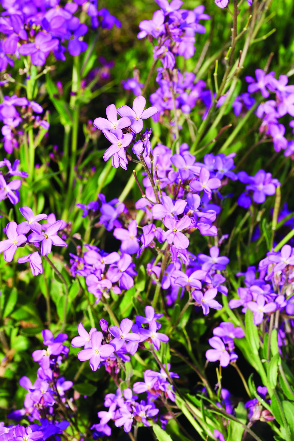 Arabis-blepharophylla-005.jpg