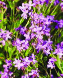 Arabis-blepharophylla.jpg