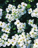 Arabis-caucasica.jpg