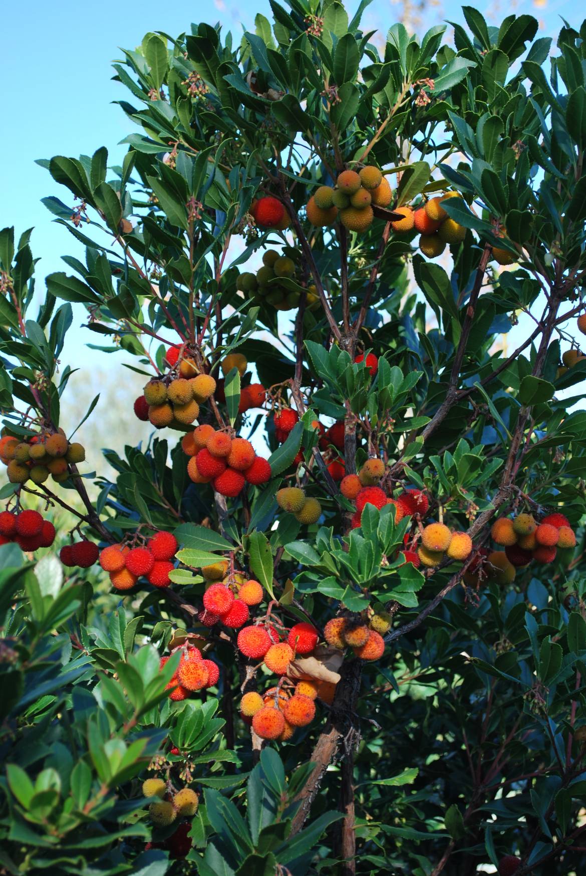 Arbutus-Unedo-1-2.jpg