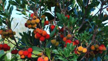 ARBUTUS