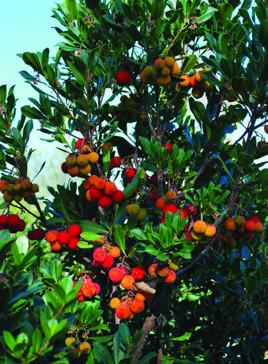 Arbutus-unedo-1.jpg