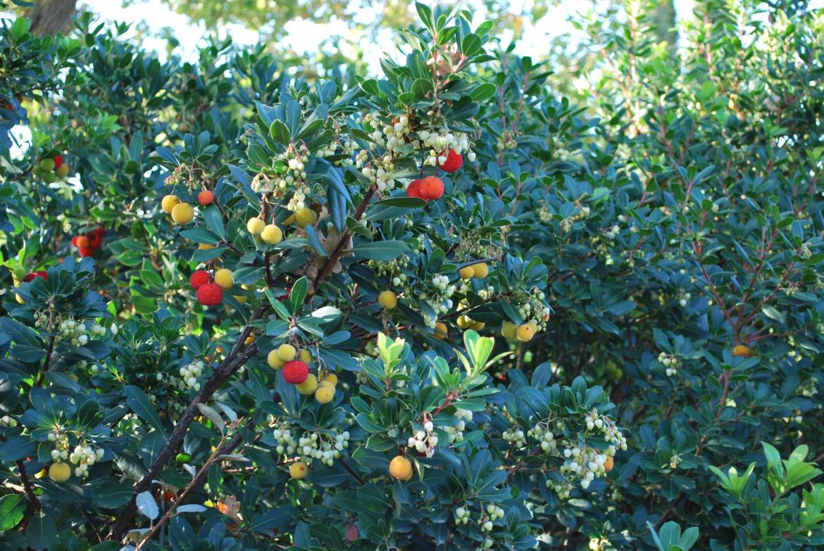 Arbutus-unedo-2.jpg