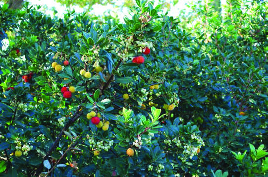 Arbutus-unedo-3.jpg