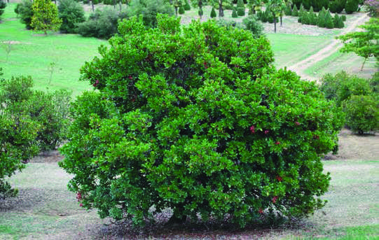 Arbutus-unedo-4.jpg