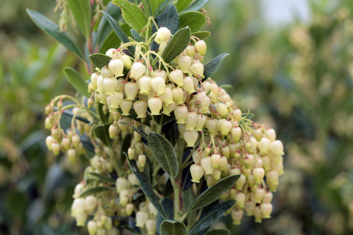 Arbutus-unedo-Compacta_004.jpg