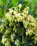 Arbutus-unedo-‘Compacta’.jpg