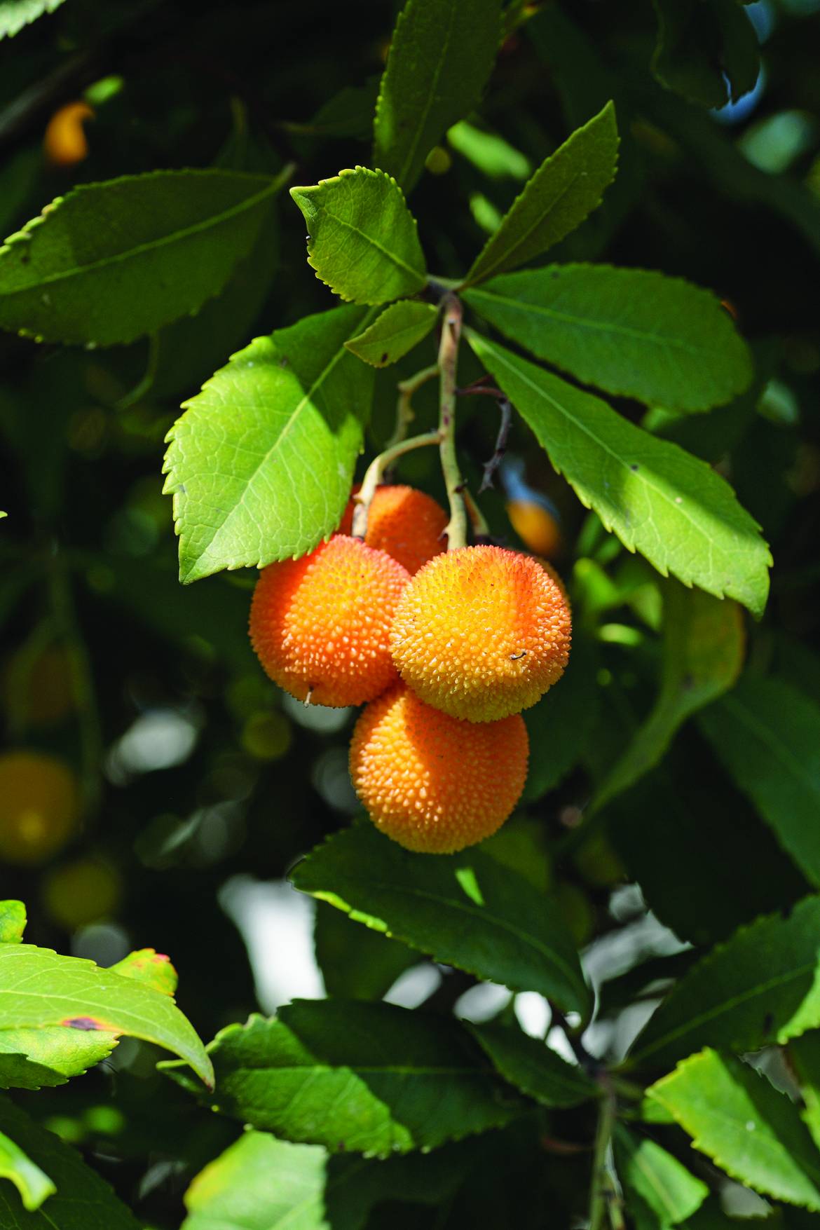 Arbutus-unedo_001.jpg