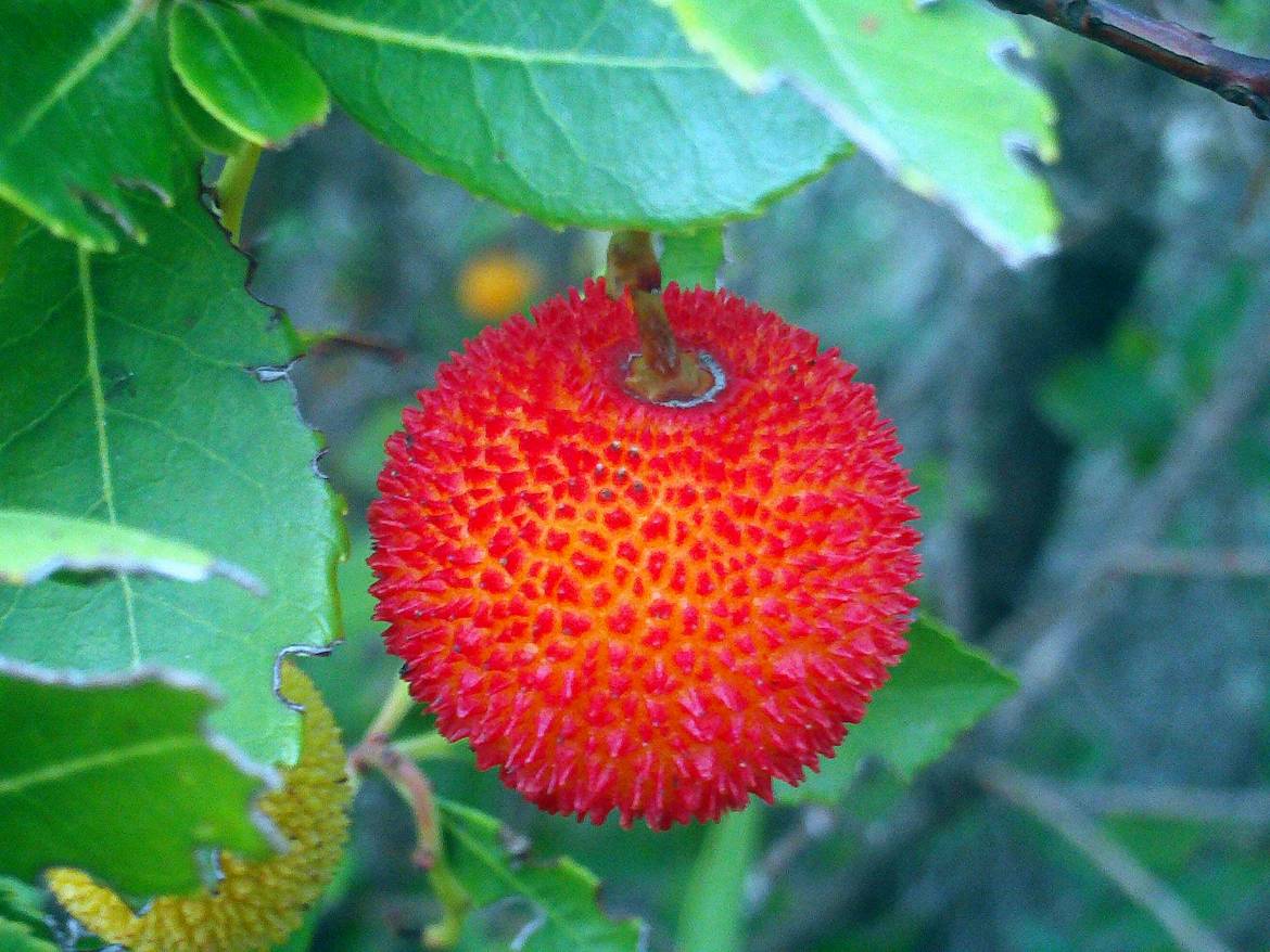Arbutus_unedo_MatureFruit_Closeup_DehesaBoyaldePuertollano.jpg