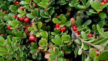 ARCTOSTAPHYLOS