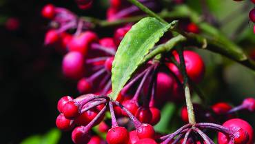 ARDISIA