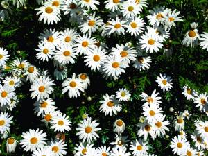 argyranthemum