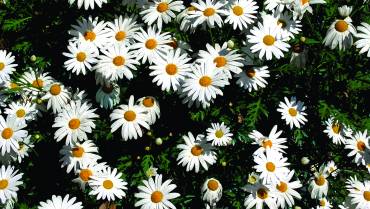 ARGYRANTHEMUM